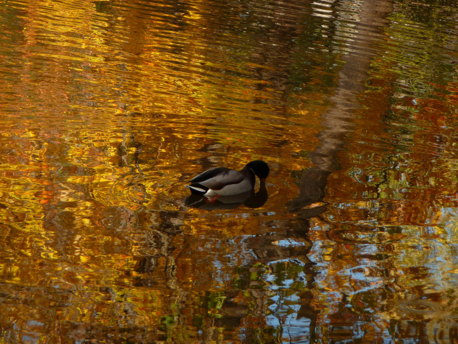 Sfondi : riflessione, ramo, blu, natura, anatra, stagno, oro, becco ...