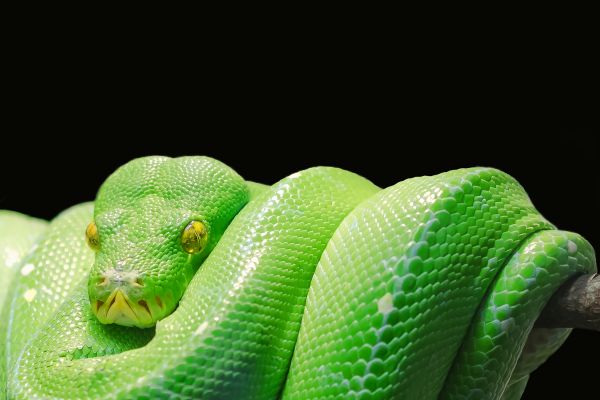 snake,green,mamba,python,reptile,predator