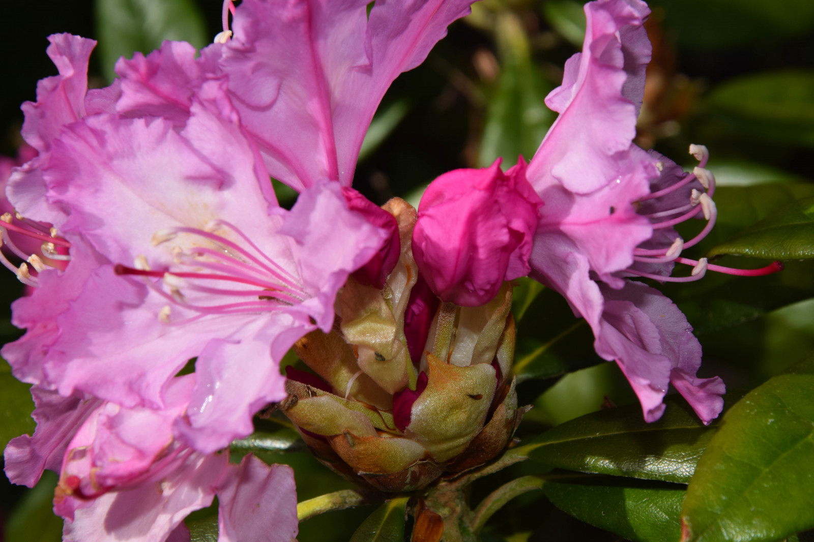 ดอกไม้, เมือง, เมือง, จอด, สีเขียว, เบ่งบาน, สวีเดน, สีชมพู, Rhododendron, ต้นไม้, ดอกไม้, ปลูก, นก, พืช, มัลโม, pildammsparken, กลีบดอก, พฤกษศาสตร์, โรงงานที่ดิน, พืชดอก, ไม้ยืนต้น, ไม้พุ่ม, การถ่ายภาพมาโคร