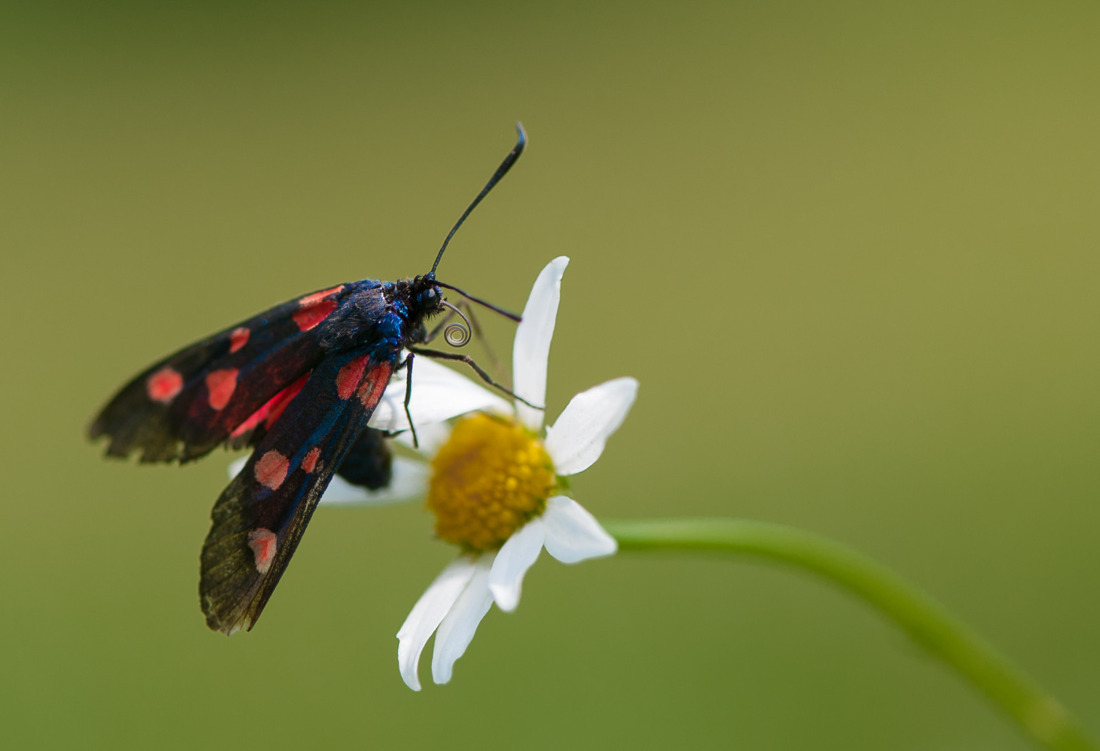 makro, Nikon, natura, fiore, pozorování ptáků, lombardia, margherita, insetto, bellezza, nkon, NCI, brinaza, Giussano, Nespoli, fotografianaturalistica, Michelenespoli