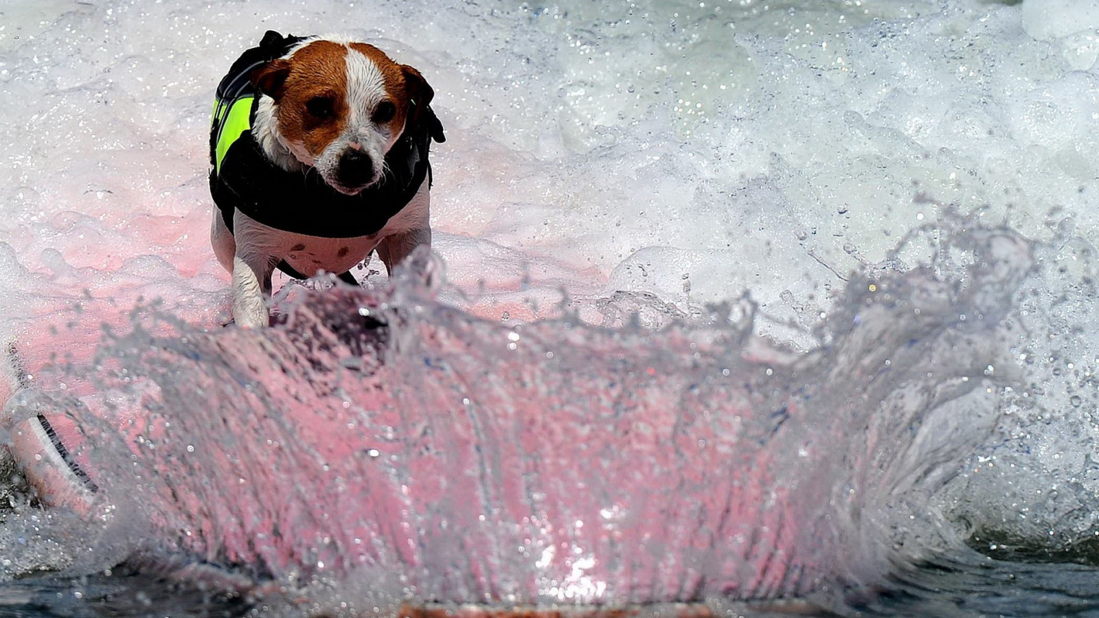 1920x1080 px, animal, mignonne, chien, chiens, amical, chiot