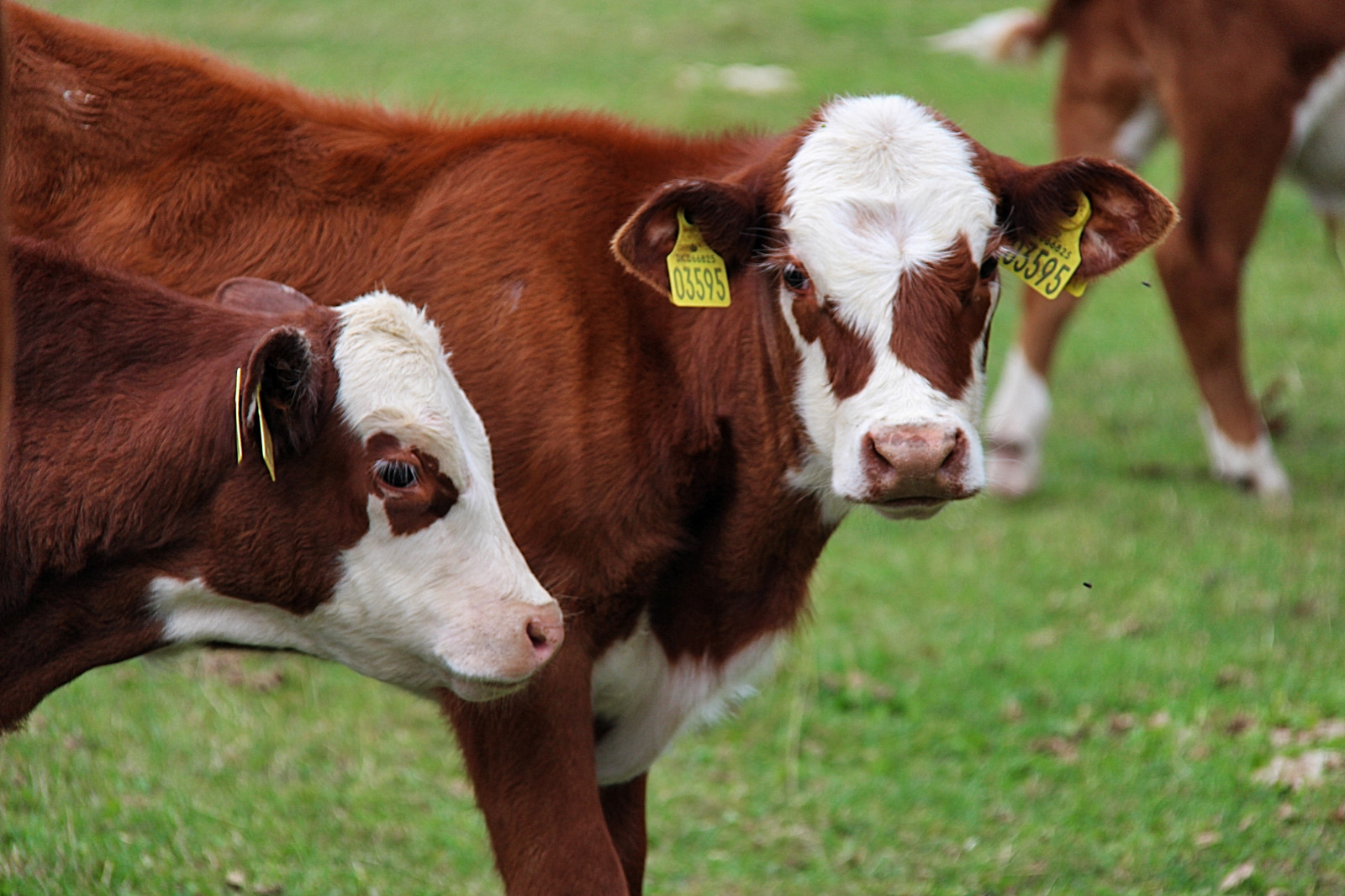 tráva, pole, hospodařit, Kánon, Dánsko, zvíře, Danmark, kalv, pastvina, canon100, m n, tele, farmanimal, Moen, calces, louka, savec, obratlovců, dobytek, jako je savec, kráva koza rodina, pastvisko, dojnice