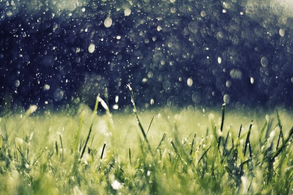 nature,landscape,plants,grass,rain,water drops