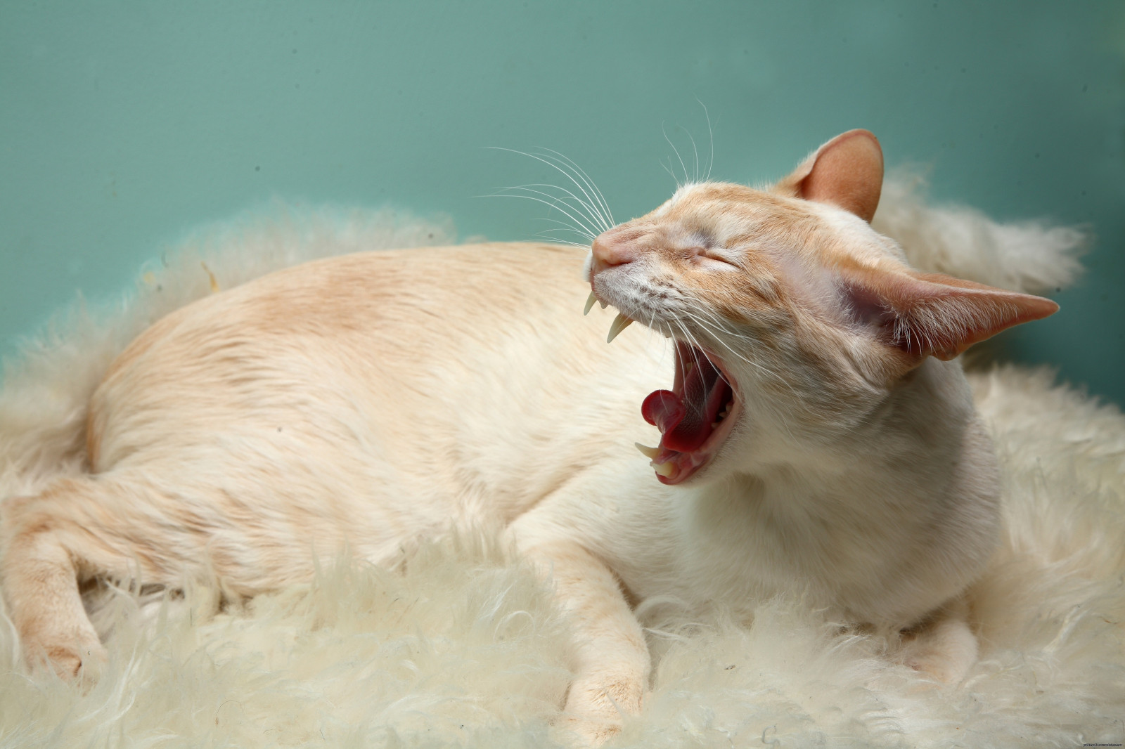 Wallpaper nose, whiskers, wool, kitten, vertebrate, cat like mammal