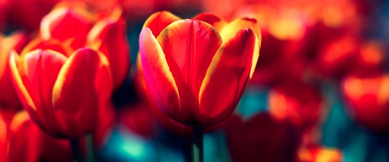 bunga-bunga, alam, tulip, bunga, merah, warna bunga-bunga, alam, tulip, bunga, merah, warna