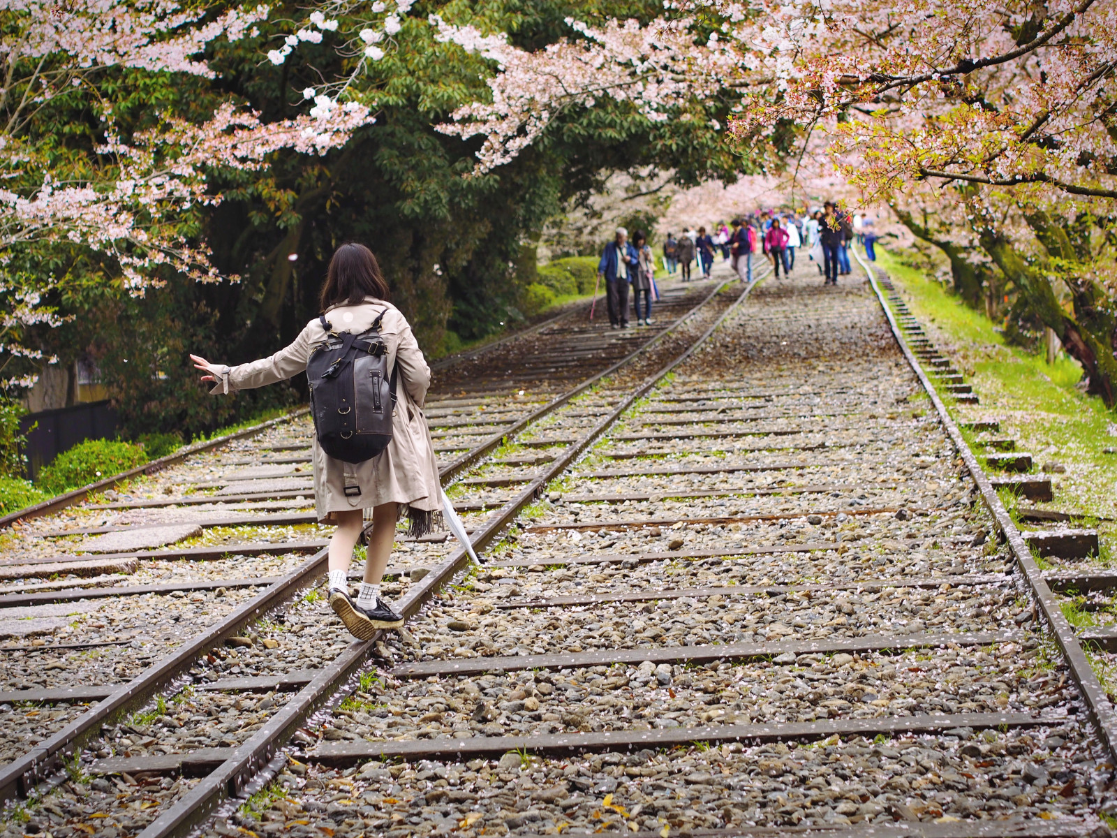 dráha, rostlina, cesta, květ, strom, list, doprava, železniční doprava, větev, podzim, Třešňový květ, jaro, stezka, zálesí, dívka, květ, chůze, nebe, rekreace, volný čas