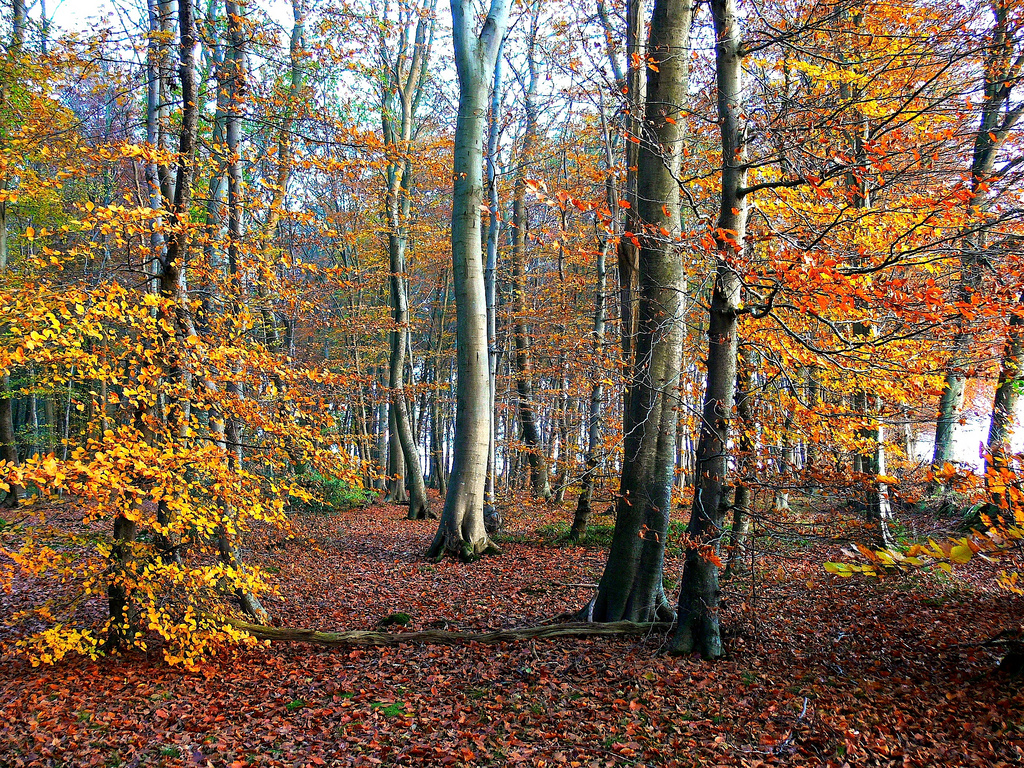 Wallpaper autumn, trees, color, fall, leaves, automne, fz200, kerkaya