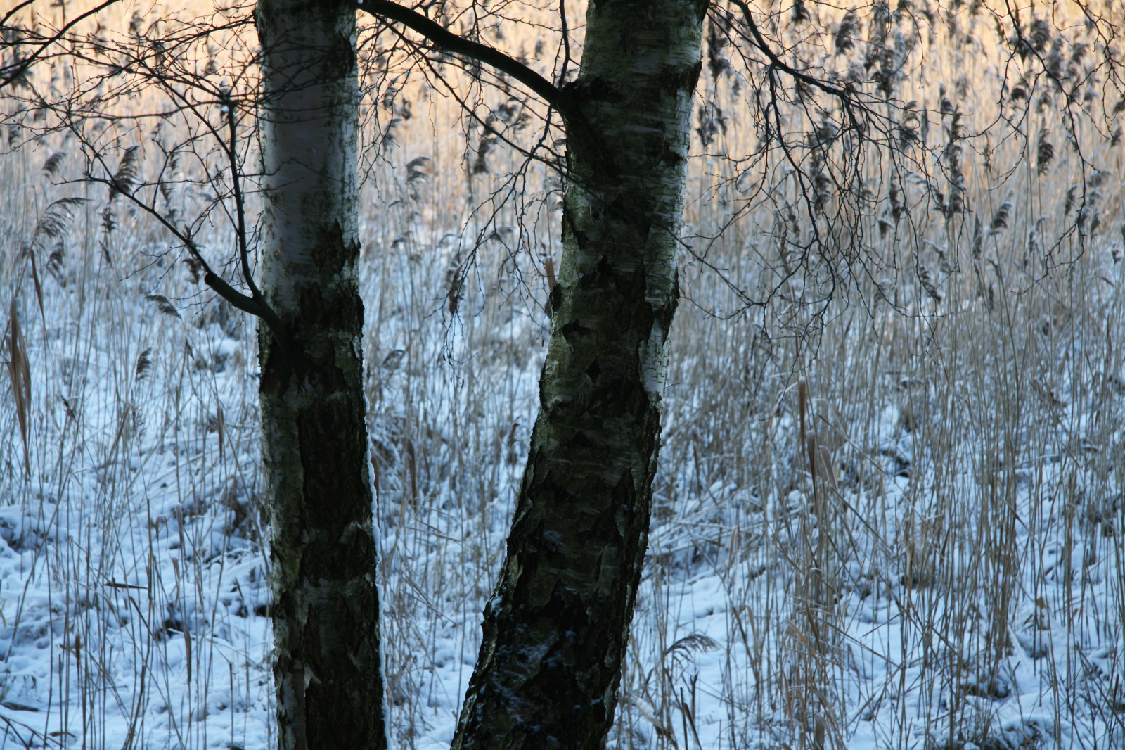 slunečnímu záření, stromy, les, Příroda, odraz, sníh, zima, dřevo, větev, led, mráz, Berlín, zmrazení, bříza, 2009, strom, podzim, list, rostlina, sezóna, zálesí, místo výskytu, přírodní prostředí, suchozemská rostlina, kvetoucí rostlina, dřevina, kufr, závod stonek, Wannsee