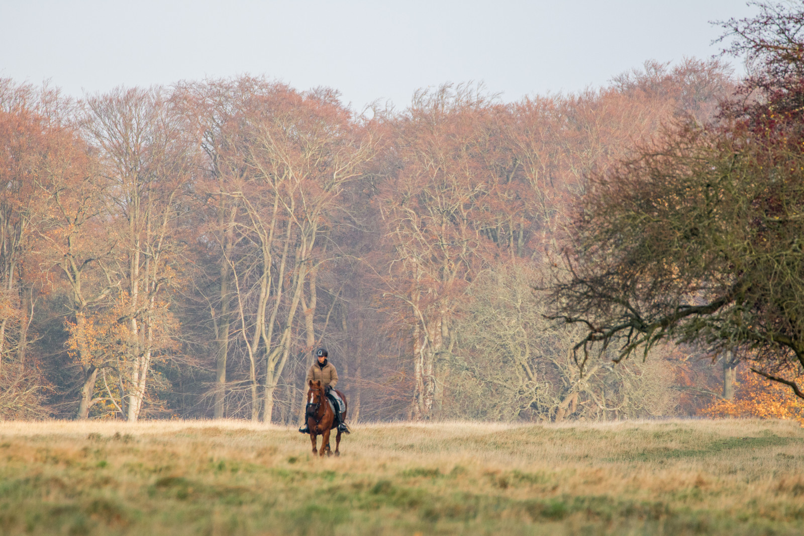 les, lidé, Příroda, tráva, park, ráno, divočina, Dánsko, strom, podzim, rostlina, sezóna, m nniska, les, Danmark, Skog, exif modelu canoneos760d, geocountry, Kamera aby kánon, geocity, Model fotoaparátu canoneos760d, geostate, geolocation, EXIF otvor 56, exif aby kánon, EXIF ef70300mmf456lisusm čočka, exif isospeed 640, exif focallength 300mm, Dyrehaven, j gersborg, j gersborgdyrehave, louka, zálesí, prérie, venkov, místo výskytu, přírodní prostředí, atmosférický jev, dřevina