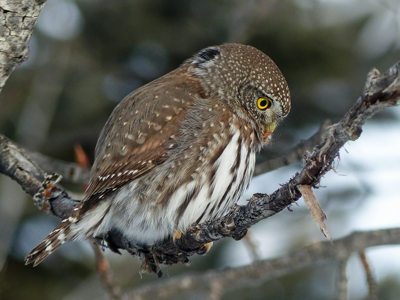 Alberta, Canada, swofcalgary, seenaftersheepriverchristmasbirdcount2016, natur, ornitologi, aviær, fugl, fugle, ugle, northernpygmyowl, glaucidiumgnoma, birdofprey, perched, træ, afdeling, sideview, popcansized, fistsized, darkfalseeyes, jagt, rovdyr, ferocioushunter, udendørs, vinter, 27december2016, fz200, fz2004, annkelliott, anneelliott, anneelliott2016, alle rettigheder forbeholdes