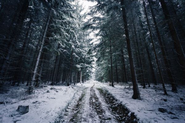 sunlight, trees, forest, nature, snow, winter