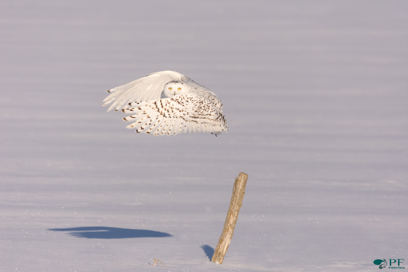 bílý, voda, Příroda, nebe, sníh, zima, Volně žijících živočichů, Kanada, Nikon, dravý pták, sova, zobák, Quebec, neige, hibou, zvíře, pták, divoký, hiver, oiseau, blanc, dravec, fauna, sněžná Sova, vášeň, vodní pták, pr dateur, Harfanddesneiges, Widllife