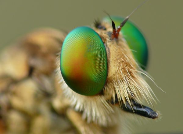 green,macro,hair,eyes,robberfly,scruffy