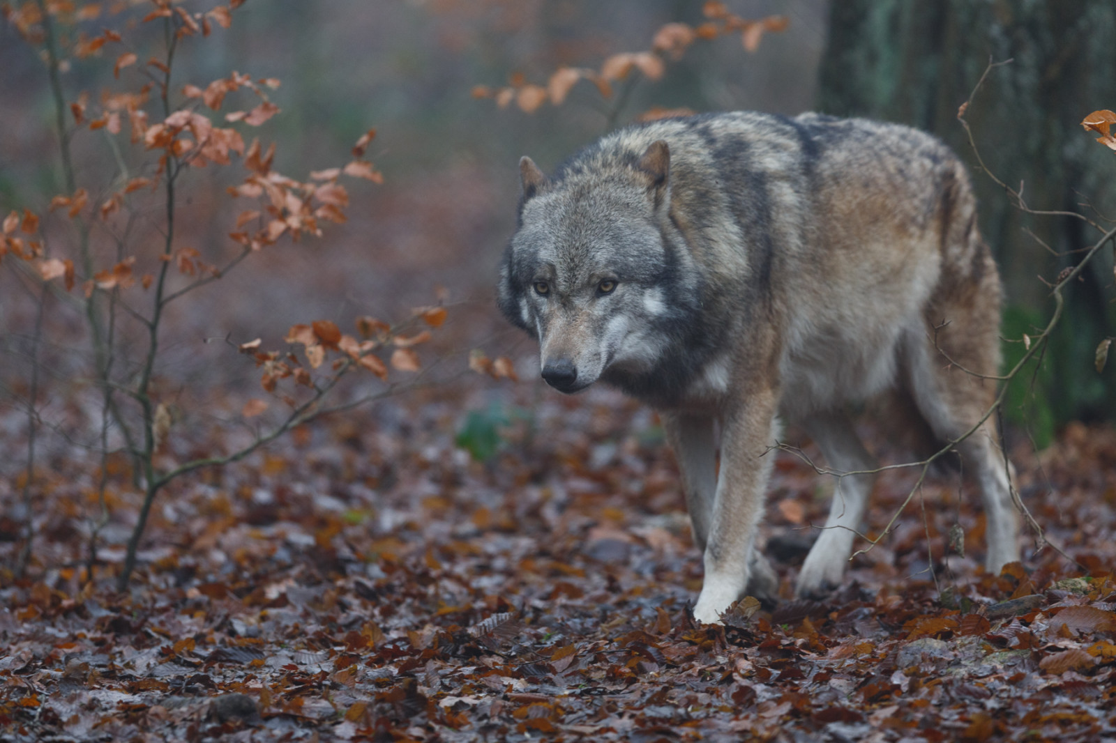 les, tráva, Volně žijících živočichů, vlk, divočina, kojot, strom, fauna, savec, zálesí, čenich, vlčák, Saarloosův vlčák, pes jako savec, canis lupus tundrarum, red wolf, tierpark, přírodní rezervace, Eurasianwolf, Commonwolf, Eurasischerwolf, Canislupuslupus, Sababurg, Tierparksababurg
