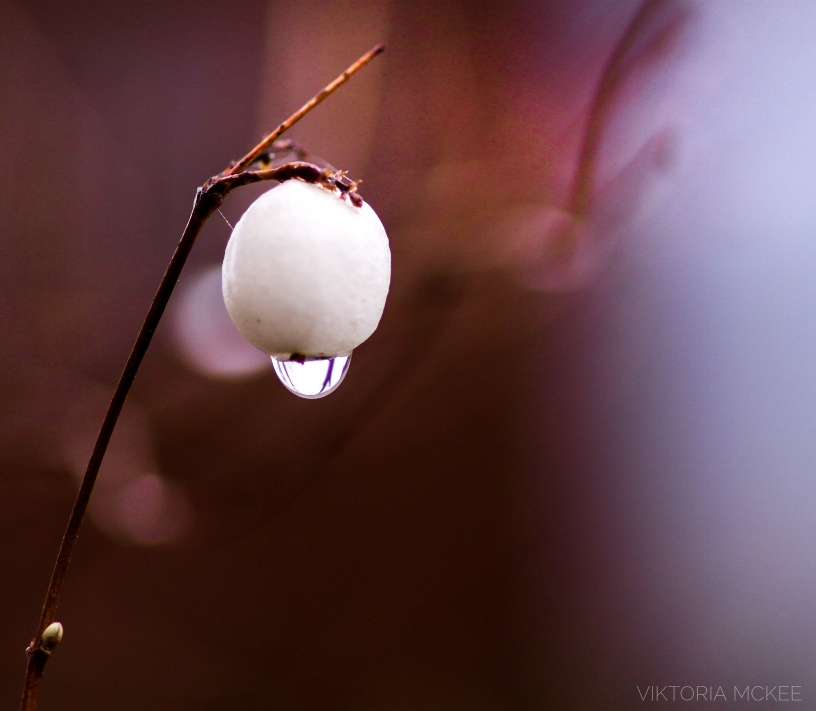 voda, Příroda, nebe, déšť, makro, větev, bokeh, světlo, kapky deště, osvětlení, makro, kapky vody, naturelover, naturephotography, macrodreams, natureshot, makrofotografie, větvička, zblízka, makro fotografie, svítidlo, zátiší fotografování, macrounlimited, natureshots, makrofotografie, macroshots, MacroSvět, Láskavost, Makrolovery, Macromood, Macrolove