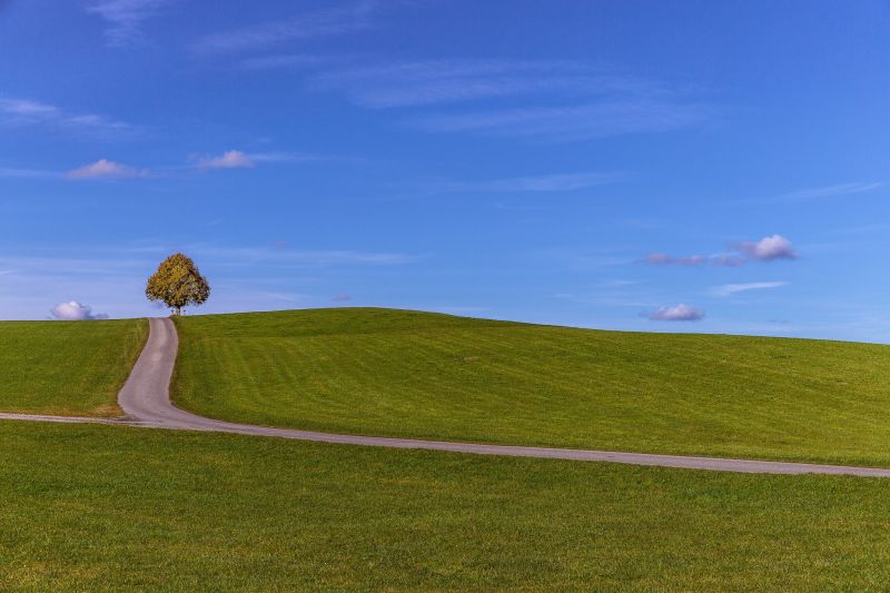trees, landscape, hill, grass, sea, nature trees, landscape, hill, grass, sea, nature