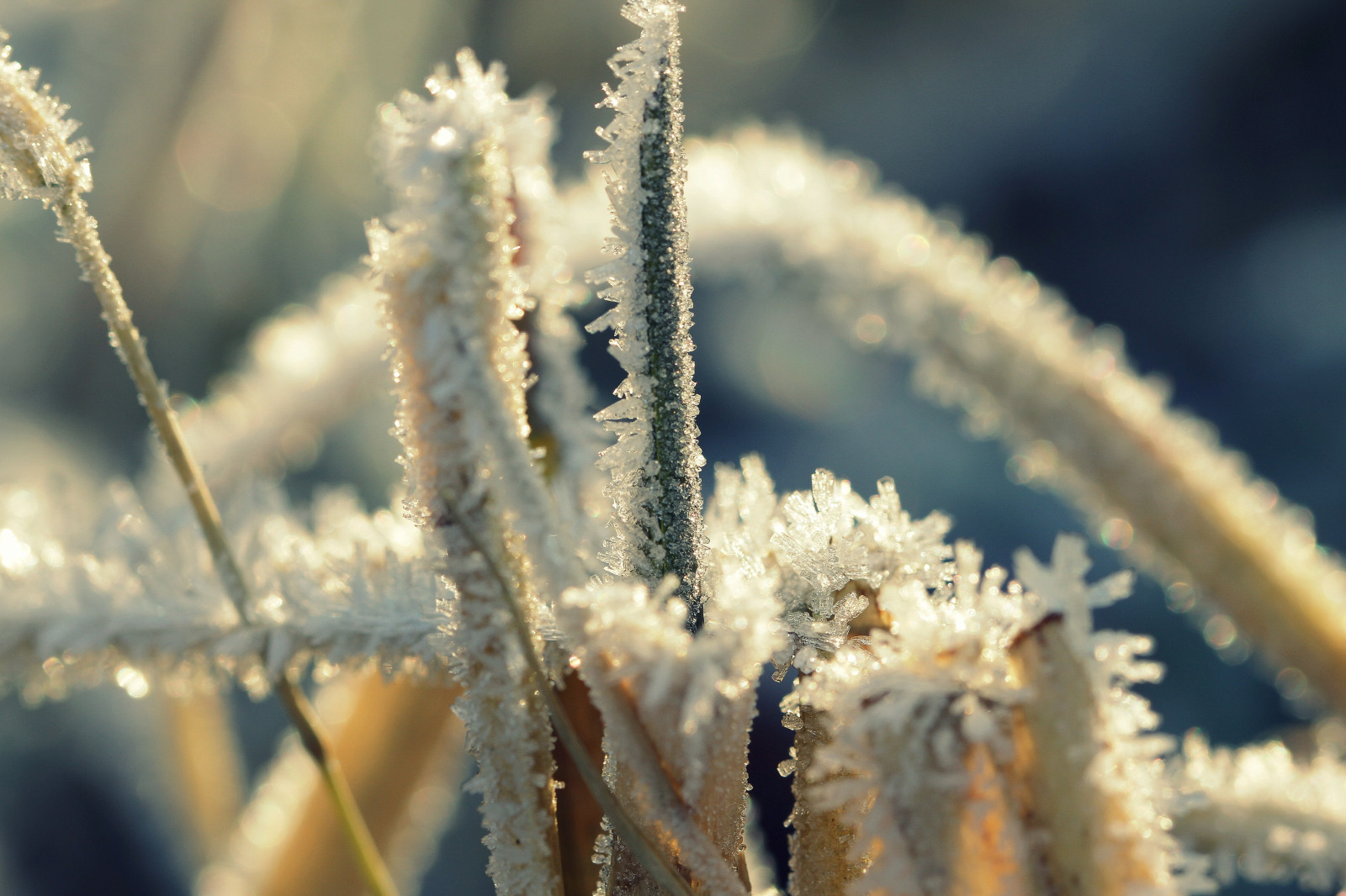 zima, rákos, Nizozemí, mráz, Vorst, Ijskristallen, bergsebos, rietstengels