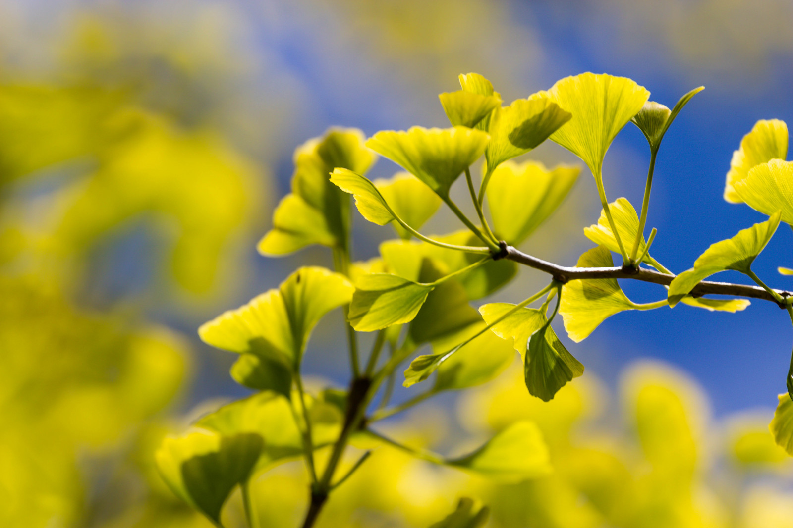 slunečnímu záření, jídlo, Příroda, nebe, pole, větev, zelená, žlutý, květ, ginko, řepkového, strom, list, květ, rostlina, flóra, Malmo, l v, Pildammsparken, Kamera aby kánon, geolocation, exif aby kánon, EXIF isospeed 100, EXIF otvor 71, EXIF ef70300mmf456lisusm čočka, exif focallength 300mm, řepka, Model fotoaparátu canoneos100d, exif modelu canoneos100d, ginkobilboa, louka, divoká rostlina, vyrobit, suchozemská rostlina, kvetoucí rostlina, dřevina, makro fotografie, závod stonek, brassica, hořčice závod, jinan dvoulaločný