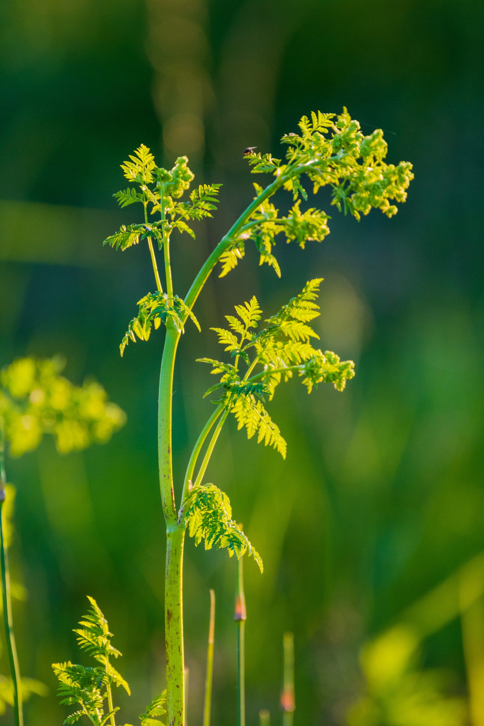 slunečnímu záření, jídlo, západ slunce, Příroda, tráva, větev, zelená, žlutý, květ, bylina, řepkového, světlo, strom, list, květ, rostlina, zlatá hodina, flóra, solnedg ng, ljus, v xt, gr s, exif modelu canoneos760d, geocountry, Kamera aby kánon, geocity, Model fotoaparátu canoneos760d, geostate, geolocation, EXIF otvor 56, exif aby kánon, exif isospeed 800, EXIF ef70300mmf456lisusm čočka, gyllenetimmen, exif focallength 300mm, louka, divoká rostlina, prérie, vyrobit, botanika, suchozemská rostlina, kvetoucí rostlina, keř, makro fotografie, tráva rodina, zeleninový, závod stonek, brassica, hořčice, petržel rodina, Apiales, hořčice závod