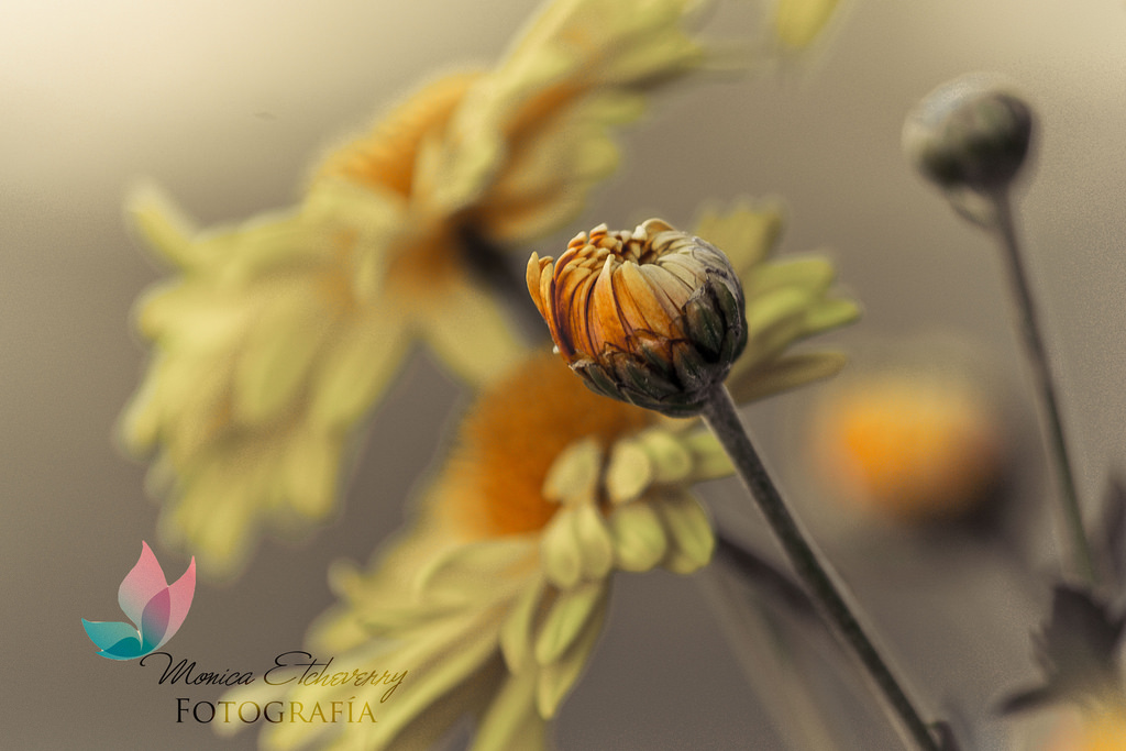 fiori, natura, fotografia, macro, insetto, giallo, Nikon, polline, fiorire, bokeh, margherite, Argentina, 2012, Ape, Messa a fuoco, giorno, foglia, fiore, Esplorare, pianta, flora, naturaleza, flores, dia, D3100, petalo, monicaetcheverry, impianto di terra, pianta fiorita, avvicinamento, fotografia macro, invertebrato, famiglia delle margherite, mayo, Ape, margaritas, pimpollos