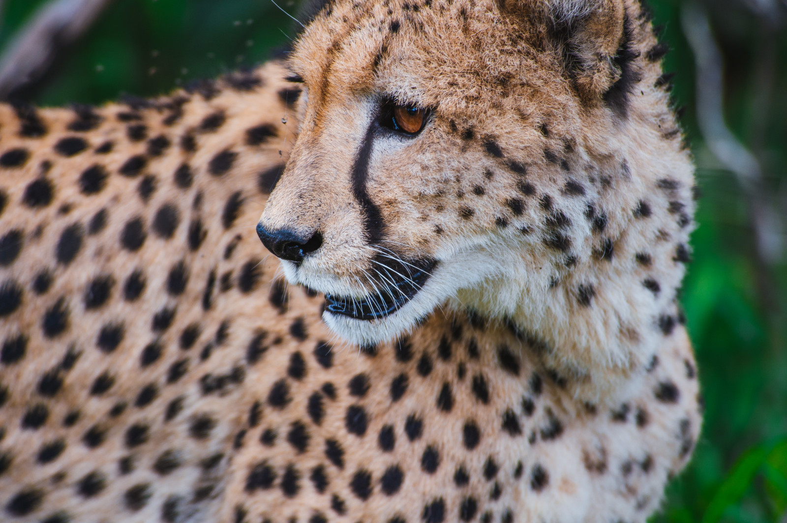 Wallpaper wildlife, Zoo, whiskers, leopard, cheetah, look, predator, fauna, vertebrate, cat