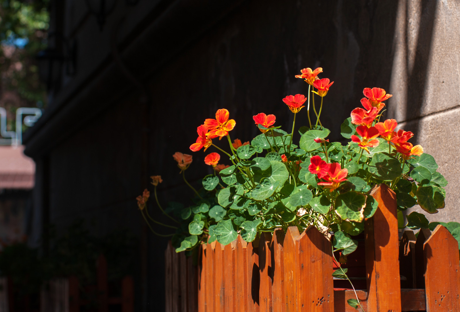Wallpaper flowers, red, yellow, color, beautiful, flora, land plant