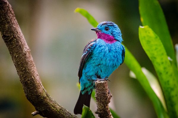 branch,spangled cotinga,bird