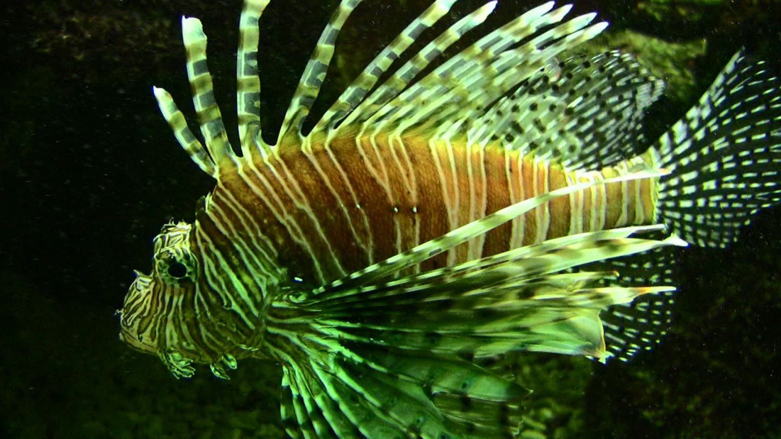 pesce, animale, animali, Zoo, acquario, tiere, Stoccarda, Fisch, fila, Wilhelma, Fische, feuerfisch, Waser, antennenfeuerfisch, colorphotoaward, estremita, christiangroup, saariysqualitypictures, vipveryimportantphotos, dragonsdanger, atomicaward