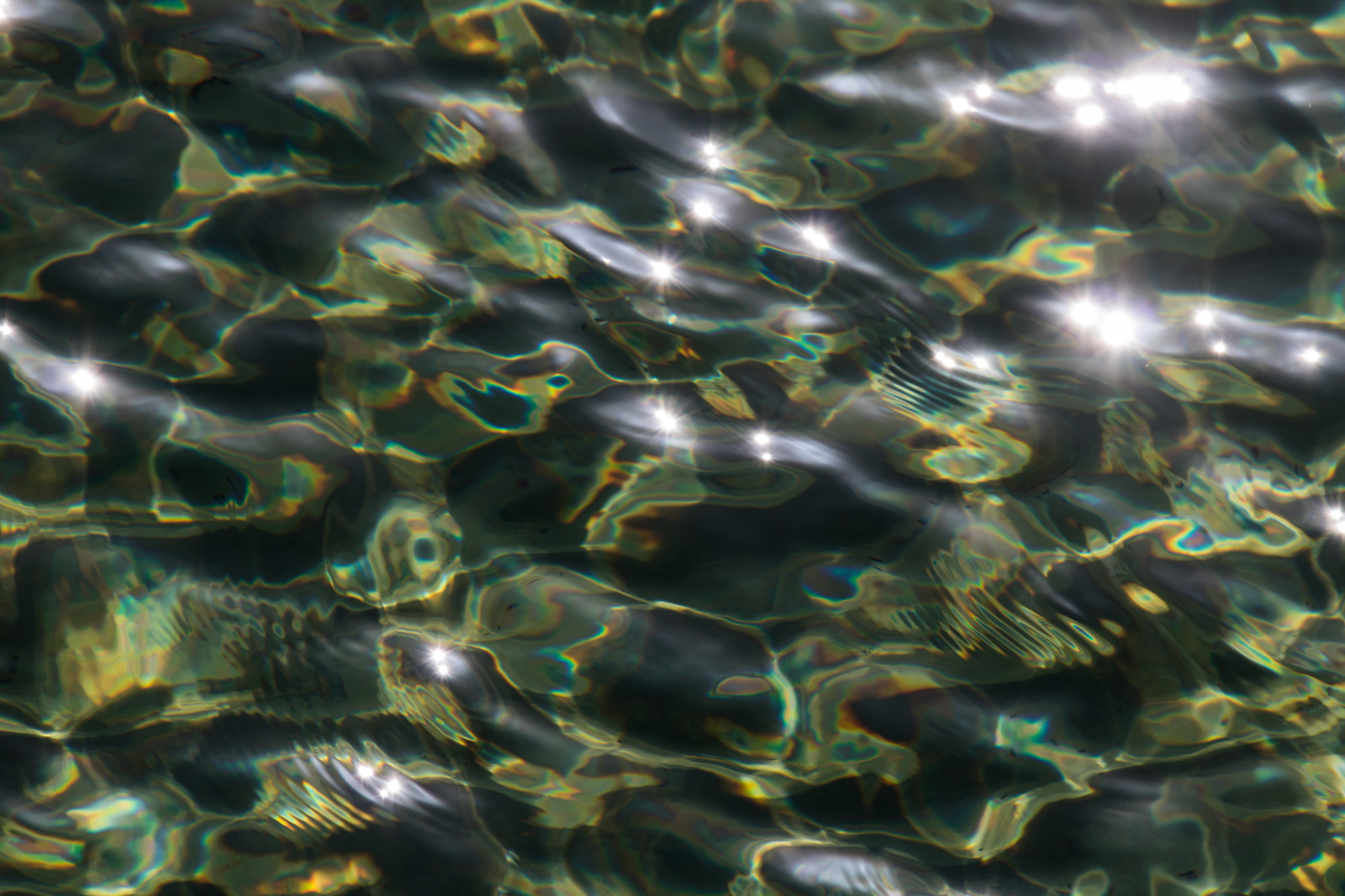 moře, voda, zelená, vzor, Pod vodou, Mořská řasa, řasy, biologie, list, květ, vatten, hav, exif modelu canoneos760d, geocountry, Kamera aby kánon, geocity, Model fotoaparátu canoneos760d, geostate, geolocation, EXIF čočka efs18200mmf3556is, exif focallength 200mm, exif aby kánon, EXIF isospeed 100, EXIF otvor 71, m nster, Falsterbo, makro fotografie, mořská biologie