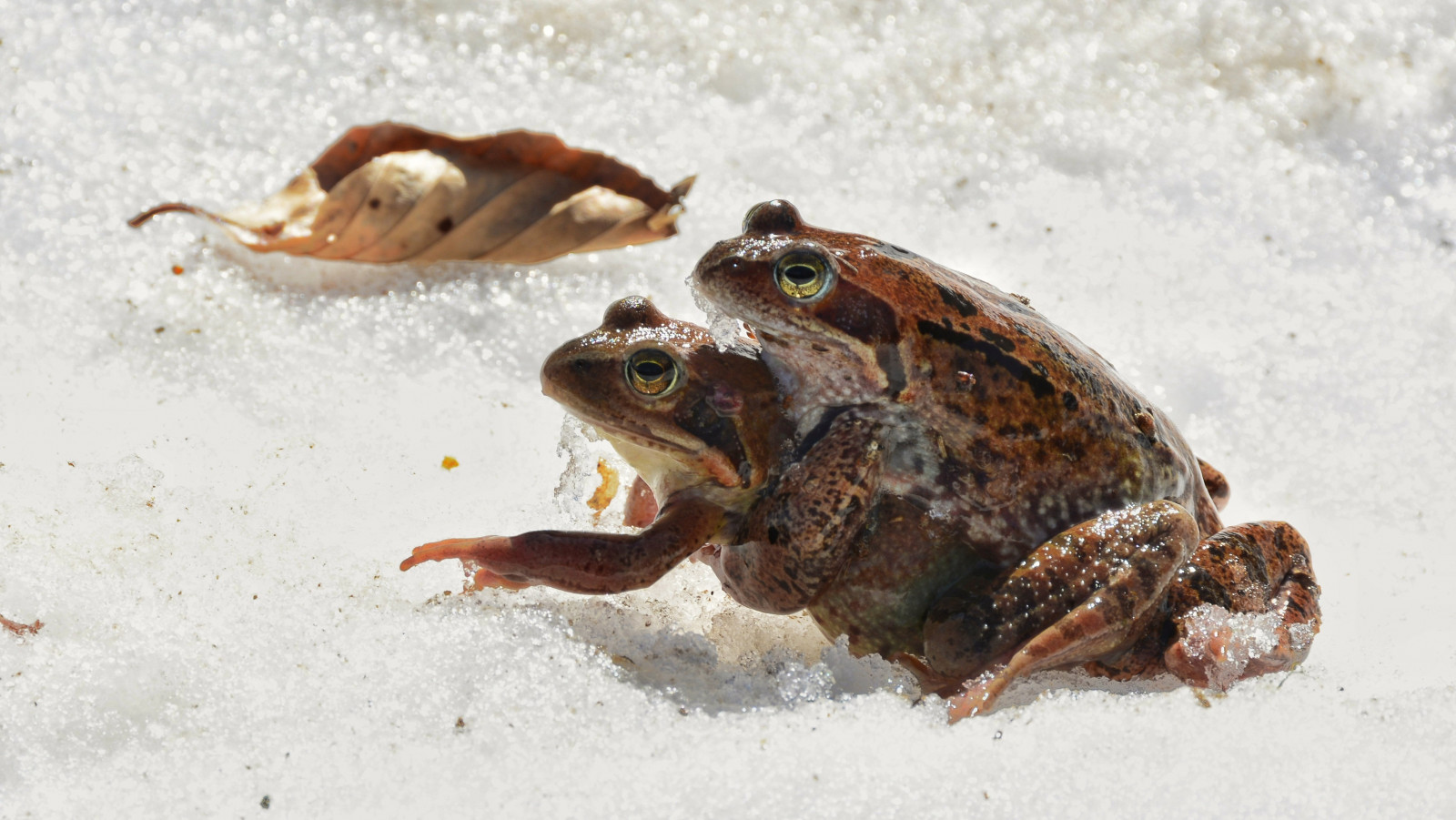 Příroda, milovat, zvěř, žába, obojživelník, granota, valdaran, Katalánsko, Catalunya, Lleida, Pyreneje, Pirineus, Pirineos, bassadoles, Nikon, NIKKOR, barva, jaro