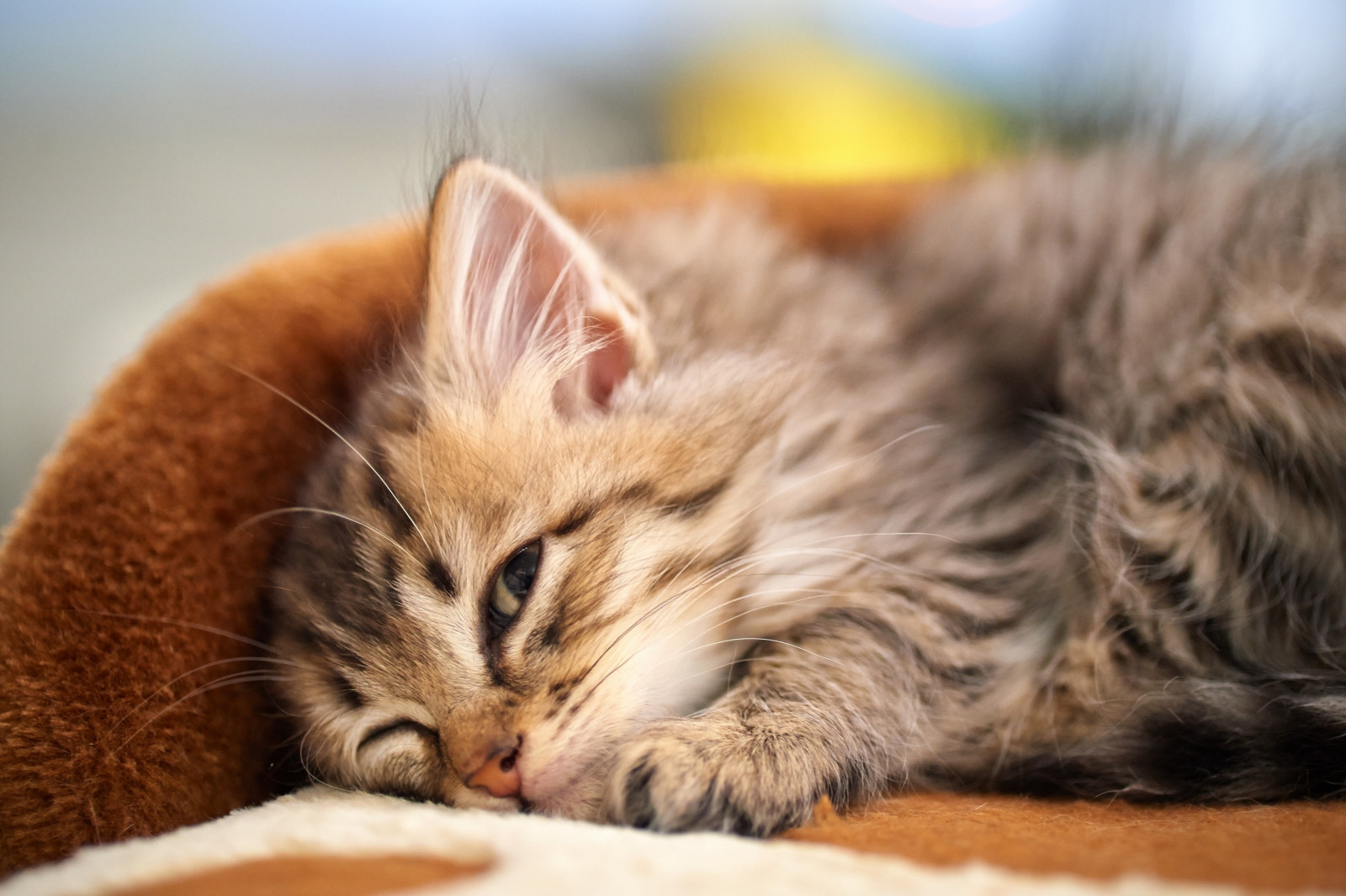 Став для наведение страха на окружающих Kitten_fluffy_down_face-594487