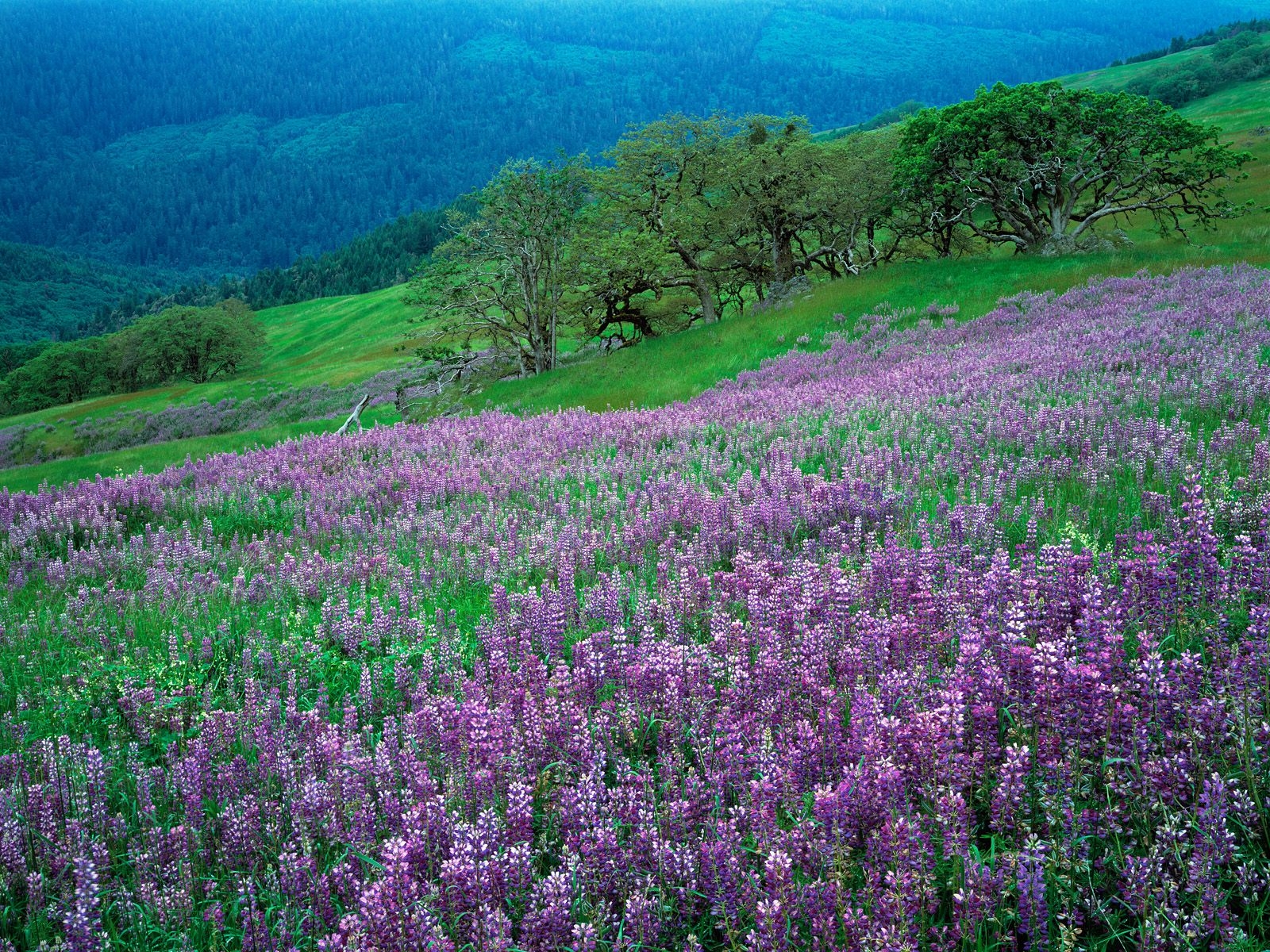 bjerge, blomster, græs, Mark, grøn, lavendel, plateau, lilla, blomst, græsarealer, plante, flora, vegetation, eng, wildflower, skov, prærie, hældning, levested, naturligt miljø, jord plante, blomstrende plante, økosystem, Busk, græs familie, lupin, engelsk lavendel