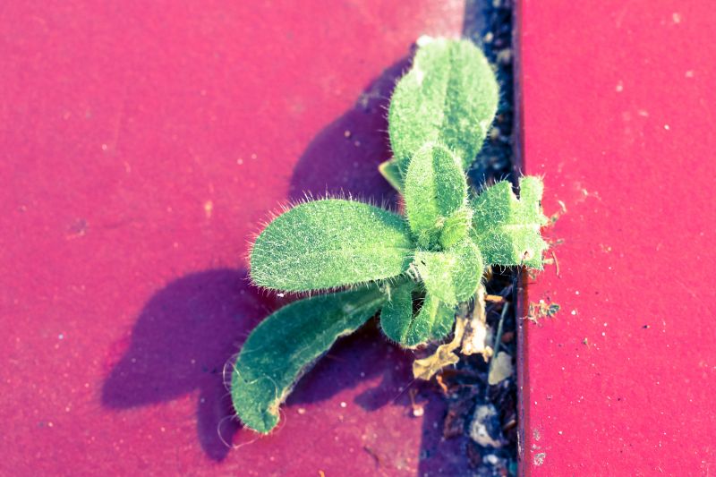space,red,green,between,macro,color