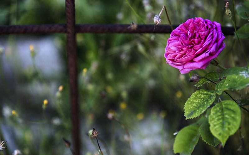 flowers, closeup, branch, sunlight, nature, green flowers, closeup, branch, sunlight, nature, green