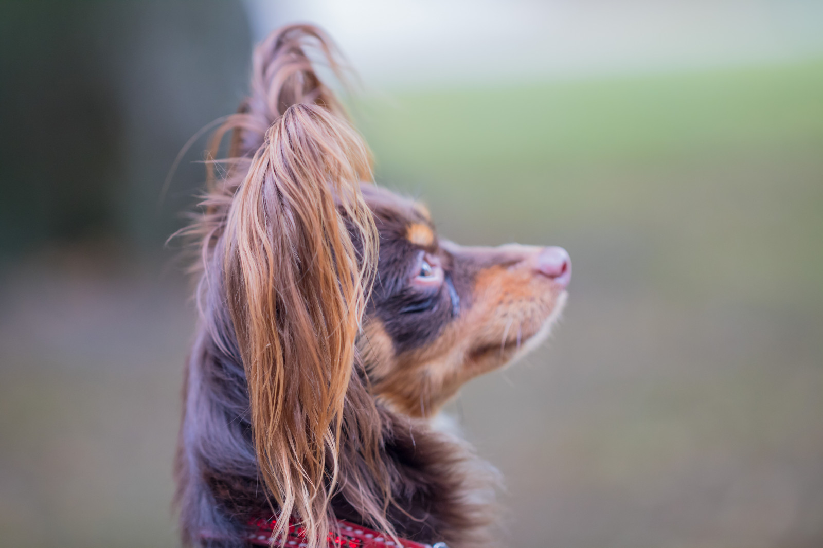 สวน, จอด, หมา, ผิวหนัง, ฤดูใบไม้ร่วง, hund, h st, exif model canoneos760d, ประเทศธรณีวิทยา, กล้องทำให้ Canon, geocity, กล้องรุ่น canoneos760d, geostate, ตำแหน่งทางภูมิศาสตร์, exif ทำให้ canon, ความยาวโฟกัส Exif 100mm, เลนส์ exif100mmf28lmacroisusm, Alnarp, exif isospeed 500, เปิดรูรับแสง 28, สัตว์เลี้ยงลูกด้วยนม, สัตว์มีกระดูกสันหลัง, ใกล้ชิด, สุนัขชอบเลี้ยงลูกด้วยนม