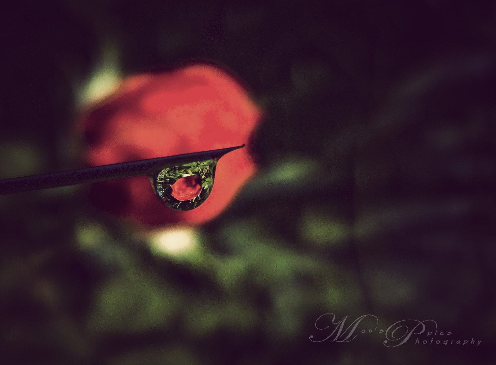 vand, rød, makro, Rose, mund, bokeh, sprøjte, Auckland, træ, blomst, dråbe, flora, knop, dråber, mørke, kiwi, læbe, naturesfinest, New Zealand, computer tapet, tæt på, makrofotografering, stadig liv fotografering, nz, manspic, northisland, aoeteora, maldivianphotographer, munahahmed, coloful, cityofsail