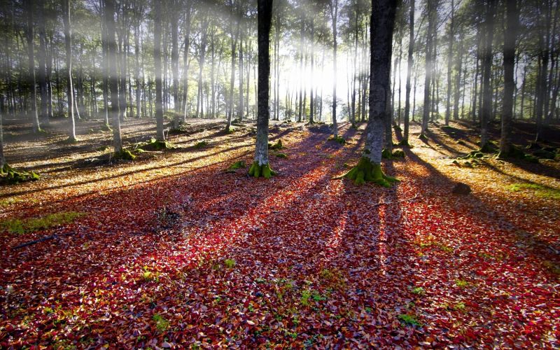les, krajina, mlha, 2300x1438 px, podzim, listy les, krajina, mlha, 2300x1438 px, podzim, listy