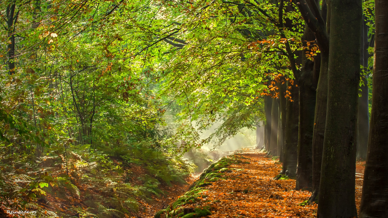 slunečnímu záření, stromy, krajina, les, podzim, Příroda, tráva, větev, Andromeda, Nizozemí, džungle, cesta, sluneční paprsky, deštný prales, přírodní rezervace, Groningen, Pórek, strom, podzim, list, greatphotographers, mygearandme, les, Všechno, vegetace, sluneční paprsky, mygearandmepremium, mygearandmebronze, mygearandmesilver, mygearandmegold, mygearandmeplatinum, mygearandmediamond, Finegold, greenbeautyforlife, zálesí, theworldwelivein, háj, Herfst, bos, zonneharp, naturesprime, westerkwartier, reintjedevos, universalelite, beautifulgroningen, ietsbovengroningen, gemeenteleek, flickrbronzesilvergoldaward, visionaryartgallerylv3, buildyourrainbowlv8, ekosystém, mírné jehličnatý les, biome, prales, smíšený les, opadavý, vodní prvek, canoneos450d, národní park, zonnestralen, yourarthastouchedtheworld, goldstarawardlv1, betterthangoodlv3, buildyourrainbowlv3, fotovideonu, groningerwesterkwartier, niceasitgetslv7, naturebeauties, atutumn, canoneosdigitalrebelxsicanoneos450d, planetearthourhome, dreamsilldream, bestofnaturesprime, photographyforrecreationlevel2, photographyforrecreationlevel3, photographyforrecreationlv1, betterthangoodlv1, canon450dnederland, niceasitgetslv8, mygearandmedec24, northern hardwood forest concept, tropical and subtropical coniferous forests, valdivian temperate rain forest