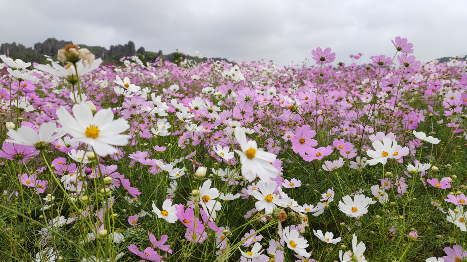 blomsterhave, planter, blomster