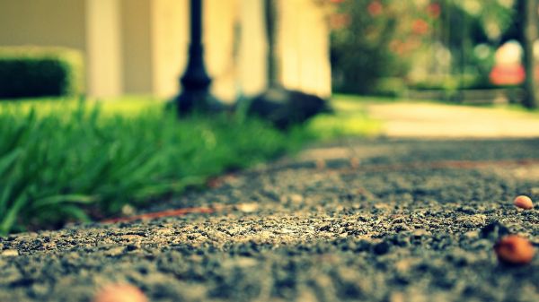 sunlight, nature, plants, depth of field, grass, photography