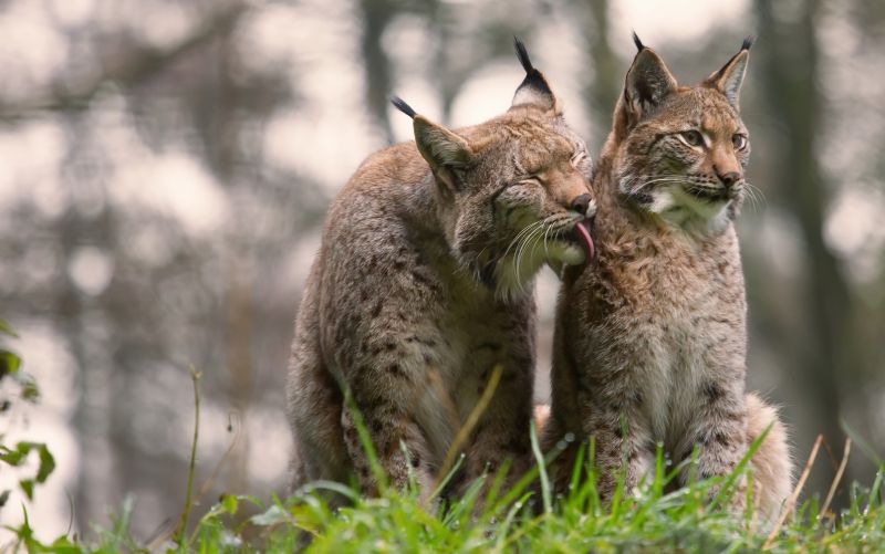 dyr,Los,store katte,natur