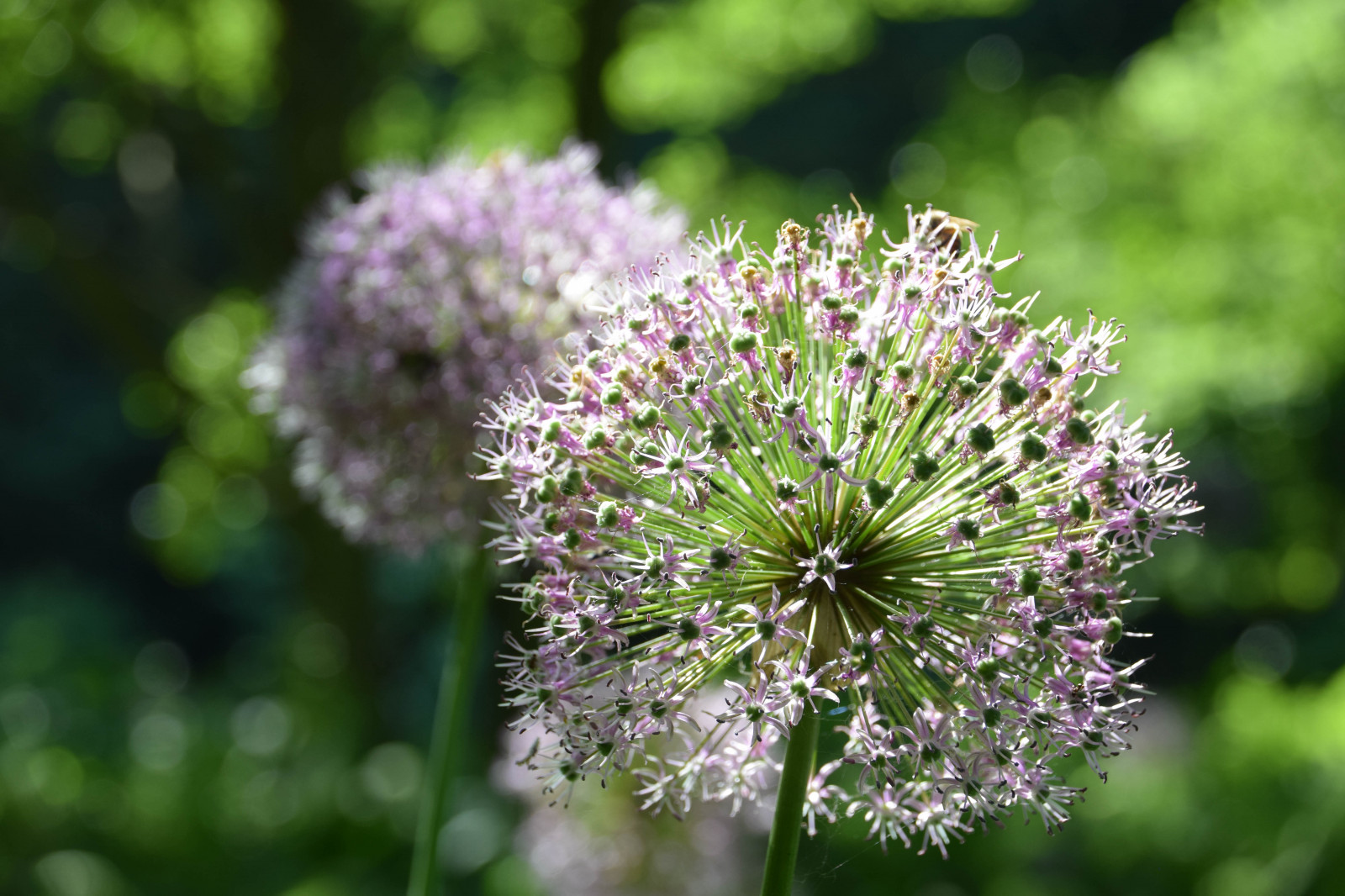 ธรรมชาติ, จอด, สีเขียว, ฤดูร้อน, เบ่งบาน, bokeh, สวีเดน, สมุนไพร, Sverige, เชิงลึก, ดอกไม้, ปลูก, กลางแจ้ง, พืช, dof, sk nel n, se, kungsparken, euorpe, natur, มัลโม, blommor, ทุ่งหญ้า, ดอกไม้ป่า, ผลิต, พฤกษศาสตร์, โรงงานที่ดิน, พืชดอก, การถ่ายภาพมาโคร, หัวหอม