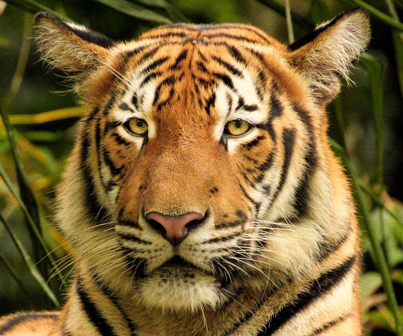 gatto, ritratto, natura, erba, tigre, natura, Canone, pelliccia, grandi gatti, Zoo, re, barba, giungla, animale, blinkagain, 300 millimetri, 70300, fauna, mammifero, 50d, flickrbigcats, avvicinamento, gatto come mammifero, grugno, carnivoran, organismo, grande gatto, terrestrial animal