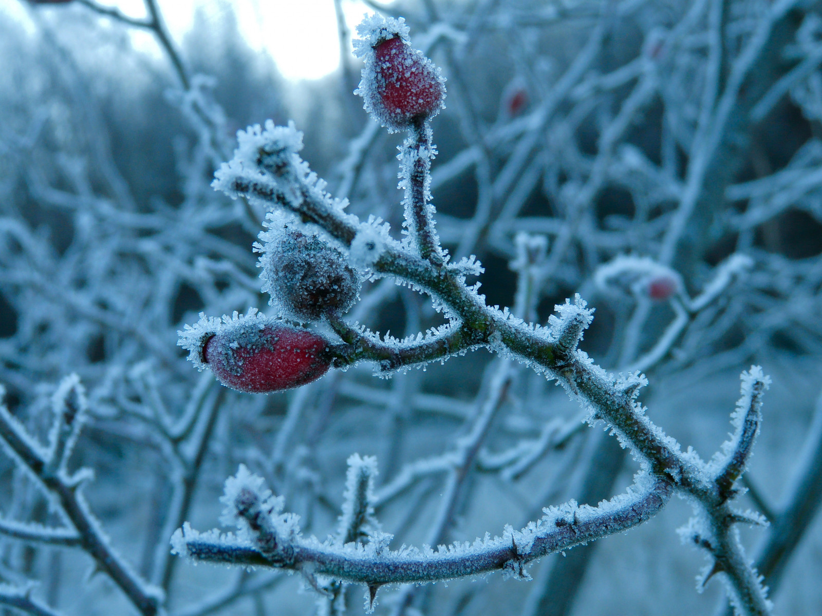 ธรรมชาติ, หิมะ, ฤดูหนาว, แมโคร, สาขา, น้ำแข็ง, เยอรมนี, น้ำค้างแข็ง, เบ่งบาน, ฤดูใบไม้ผลิ, การแช่แข็ง, โคโลญ, ต้นไม้, ปลูก, พืช, naturesfinest, abigfave, theunforgettablepictures, bestcapturesaoi, aplusphoto, golddragon, platinumphoto, blueribbonwinner, colourartaward, citrit, Oberberg, naturewatcher, กิ่งไม้, ต้นกำเนิด, สนครอบครัว, subshrub, hagebutte