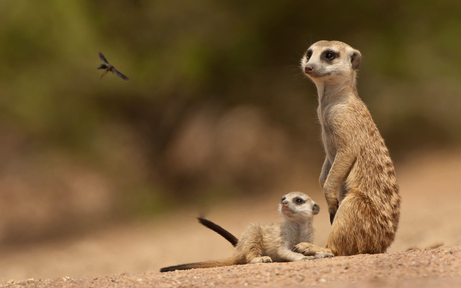 papel-de-parede-suricatos-areia-animais-2560x1600-goodfon