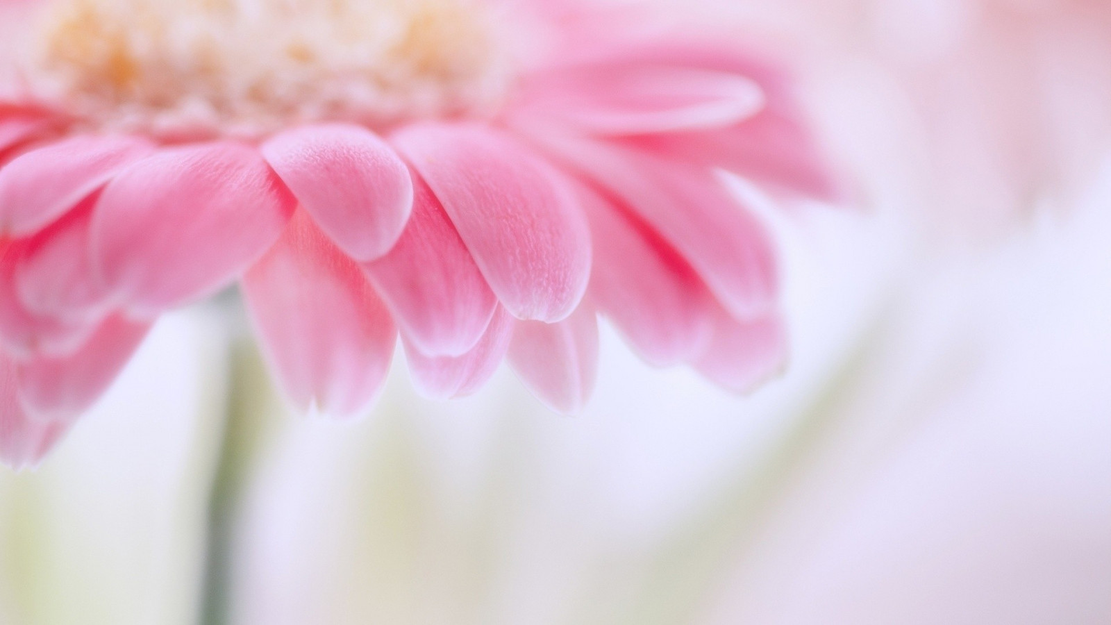花瓣, 光, 亮, 花