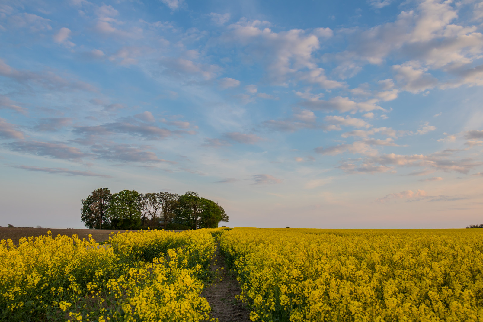 sollys, landskab, mad, solnedgang, græs, himmel, Mark, morgen, horisont, Raps, Sky, træ, blomst, græsarealer, plante, solnedg ng, landskabet, landsbygd, rapper, f lt, s dersl tt, landskap, raps, landbrug, eng, almindeligt, prærie, afgrøde, landdistrikt, fremstille, jord plante, blomstrende plante, græs familie, grøntsag, kål, sennep plante, sennep og kål familie