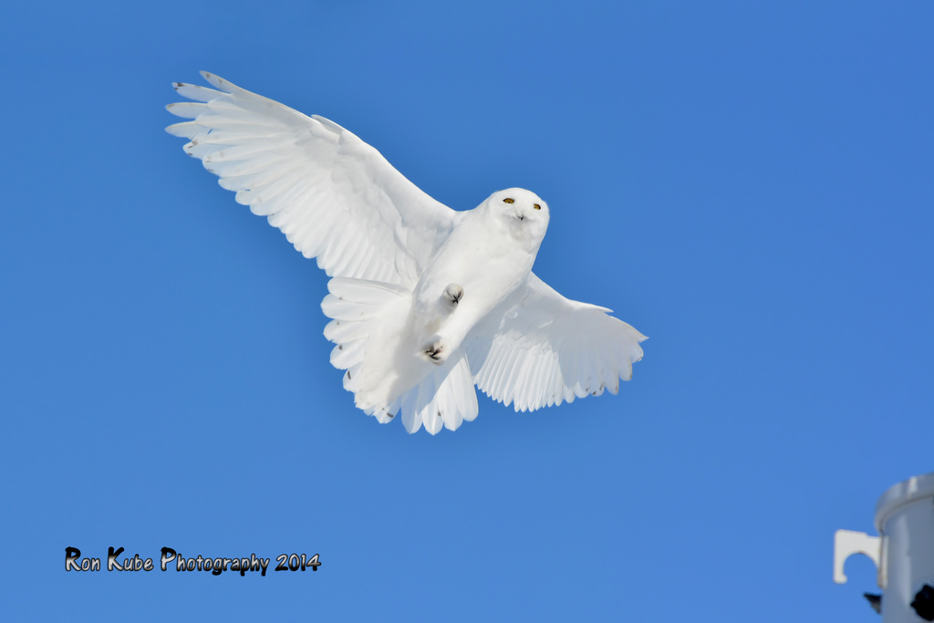 Wallpaper birds, nature, sky, Canada, Nikon, bird of prey, owl