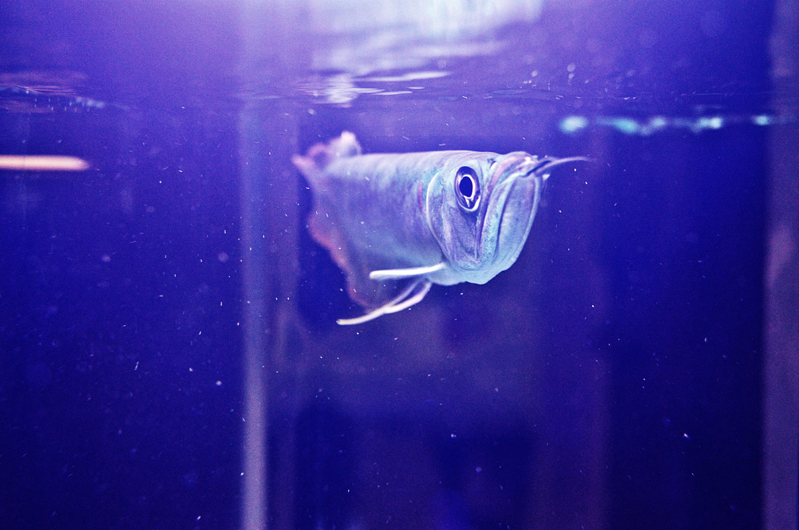 voda, fotografování, Ryba, modrý, Pod vodou, akvárium, biologie, arowanas, mořská biologie