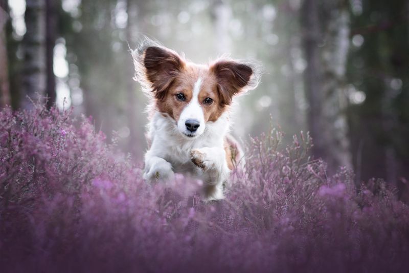 colorida, cachorro, Ao ar livre, Mamíferos, Animais colorida, cachorro, Ao ar livre, Mamíferos, Animais